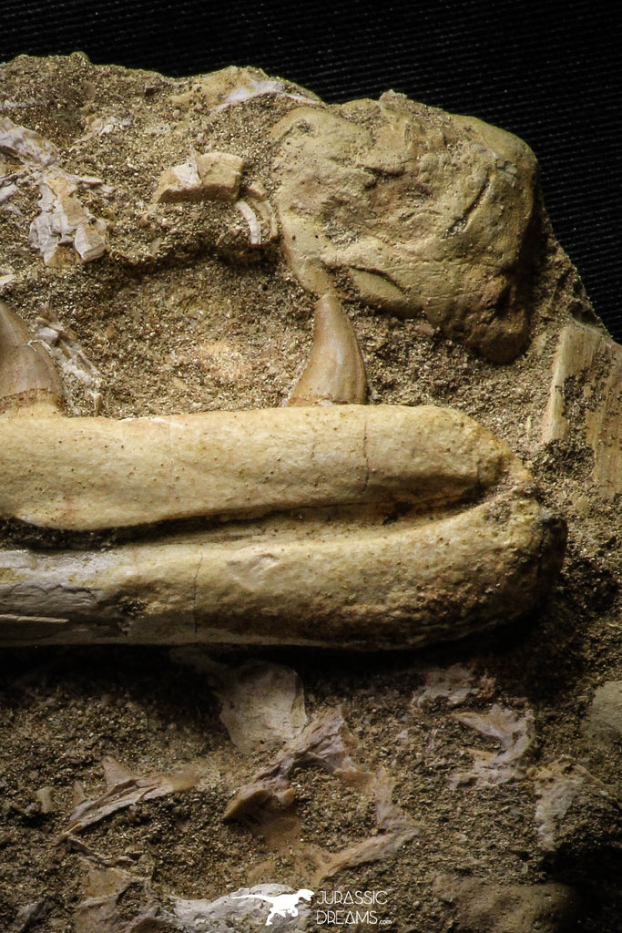 Great Halisaurus arambourgi (Mosasaur) Partial Left Hemi-Jaw in Matrix ...