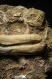 22189 - Great Halisaurus arambourgi (Mosasaur) Partial Left Hemi-Jaw in Matrix Cretaceous