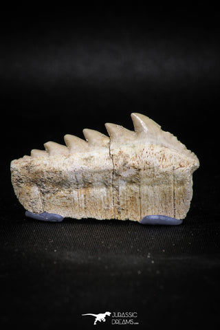 04910 - Collector Grade 1.79 Inch Notidanodon loozi (Cow Shark) Tooth