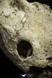 22190 - Museum Grade 4.78 Inch Complete Cretaceous Chelonioid Sea Turtle Skull