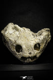 22190 - Museum Grade 4.78 Inch Complete Cretaceous Chelonioid Sea Turtle Skull