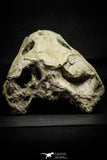 22190 - Museum Grade 4.78 Inch Complete Cretaceous Chelonioid Sea Turtle Skull