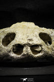 22190 - Museum Grade 4.78 Inch Complete Cretaceous Chelonioid Sea Turtle Skull