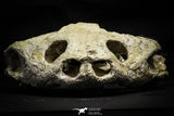 22190 - Museum Grade 4.78 Inch Complete Cretaceous Chelonioid Sea Turtle Skull