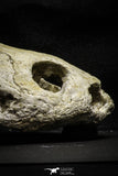 22190 - Museum Grade 4.78 Inch Complete Cretaceous Chelonioid Sea Turtle Skull