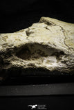 22190 - Museum Grade 4.78 Inch Complete Cretaceous Chelonioid Sea Turtle Skull