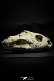 22190 - Museum Grade 4.78 Inch Complete Cretaceous Chelonioid Sea Turtle Skull