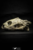 22190 - Museum Grade 4.78 Inch Complete Cretaceous Chelonioid Sea Turtle Skull