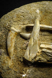 22191 - Halisaurus Premaxilary Bone + Eremiasaurus Right Hemi-Jaw + Enchodus Tooth