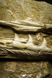 22191 - Halisaurus Premaxilary Bone + Eremiasaurus Right Hemi-Jaw + Enchodus Tooth