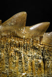 04911 - Collector Grade 2.05 Inch Notidanodon loozi (Cow Shark) Tooth