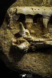 22191 - Halisaurus Premaxilary Bone + Eremiasaurus Right Hemi-Jaw + Enchodus Tooth