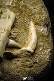 22191 - Halisaurus Premaxilary Bone + Eremiasaurus Right Hemi-Jaw + Enchodus Tooth