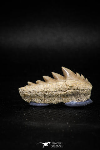04912 - Collector Grade 1.59 Inch Notidanodon loozi (Cow Shark) Tooth