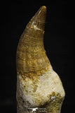 22179 - Great Collection of 2 Eremiasaurus heterodontus Teeth Late Cretaceous