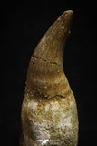 22179 - Great Collection of 2 Eremiasaurus heterodontus Teeth Late Cretaceous