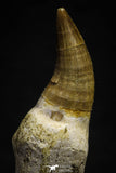 22179 - Great Collection of 2 Eremiasaurus heterodontus Teeth Late Cretaceous