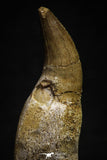 22179 - Great Collection of 2 Eremiasaurus heterodontus Teeth Late Cretaceous