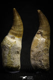 22179 - Great Collection of 2 Eremiasaurus heterodontus Teeth Late Cretaceous