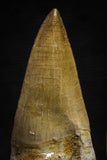 22185 - Great Collection of 2 Eremiasaurus heterodontus Rooted Teeth Late Creataceous