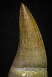 22185 - Great Collection of 2 Eremiasaurus heterodontus Rooted Teeth Late Creataceous