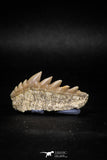 04912 - Collector Grade 1.59 Inch Notidanodon loozi (Cow Shark) Tooth