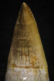22185 - Great Collection of 2 Eremiasaurus heterodontus Rooted Teeth Late Creataceous