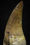 22185 - Great Collection of 2 Eremiasaurus heterodontus Rooted Teeth Late Creataceous