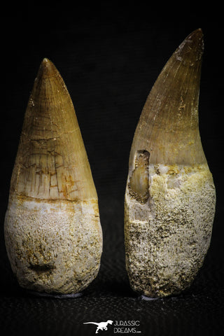 22185 - Great Collection of 2 Eremiasaurus heterodontus Rooted Teeth Late Creataceous