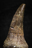 22186 - Great Collection of 2 Eremiasaurus heterodontus Rooted Teeth Late Creataceous