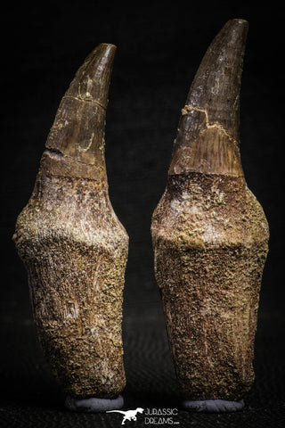 22186 - Great Collection of 2 Eremiasaurus heterodontus Rooted Teeth Late Creataceous