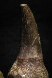 22186 - Great Collection of 2 Eremiasaurus heterodontus Rooted Teeth Late Creataceous
