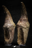 22186 - Great Collection of 2 Eremiasaurus heterodontus Rooted Teeth Late Creataceous