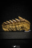 22180 - Great Collection of 2 Notidanodon loozi (Cow Shark) Teeth