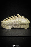 22180 - Great Collection of 2 Notidanodon loozi (Cow Shark) Teeth