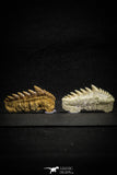22180 - Great Collection of 2 Notidanodon loozi (Cow Shark) Teeth