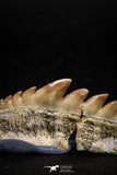 04913 - Collector Grade 1.37 Inch Notidanodon loozi (Cow Shark) Tooth