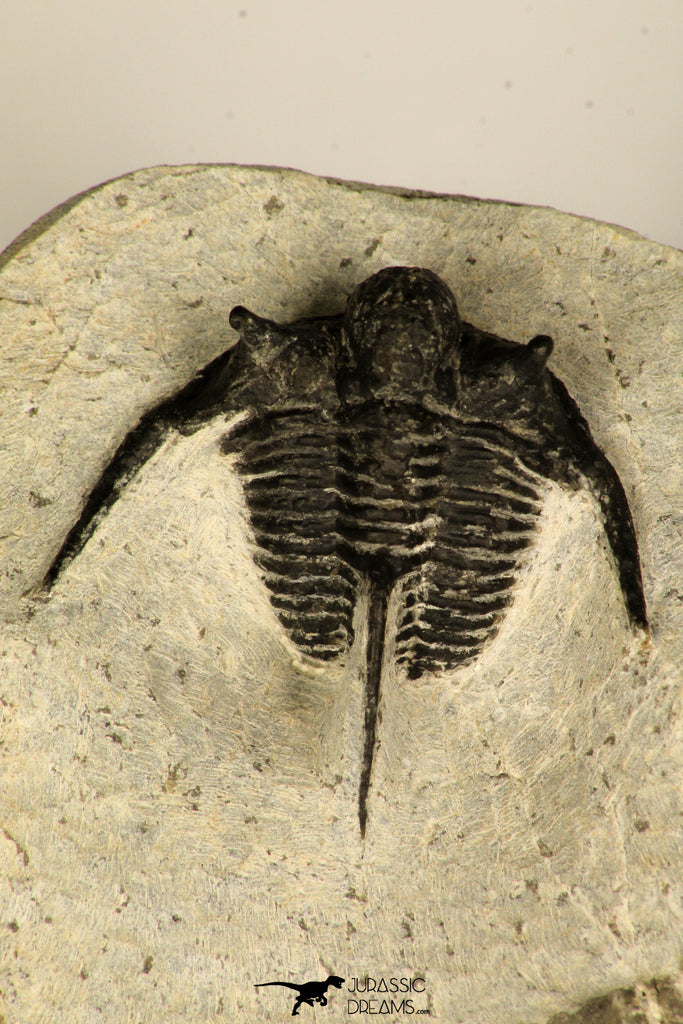 30683 - Well Preserved 1.15 Inch Cyphaspis (Otarion) cf. boutscharafinense Devonian Trilobite