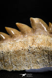 04914 - Collector Grade 1.49 Inch Notidanodon loozi (Cow Shark) Tooth
