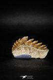 04914 - Collector Grade 1.49 Inch Notidanodon loozi (Cow Shark) Tooth
