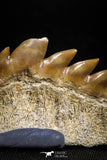 04914 - Collector Grade 1.49 Inch Notidanodon loozi (Cow Shark) Tooth