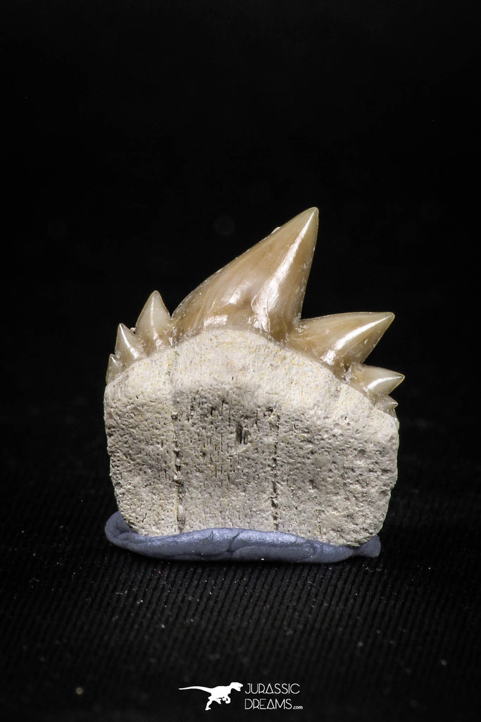 04915 - Top Grade 0.80 Inch Notidanodon loozi (Cow Shark) Tooth