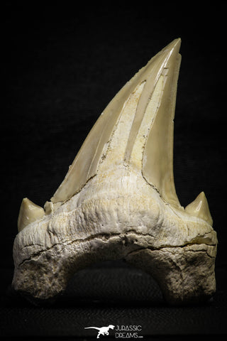 22181 - Top Huge OTODUS OBLIQUUS (mackerel shark) Tooth Paleocene