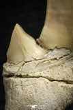 22181 - Top Huge OTODUS OBLIQUUS (mackerel shark) Tooth Paleocene