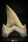 22181 - Top Huge OTODUS OBLIQUUS (mackerel shark) Tooth Paleocene