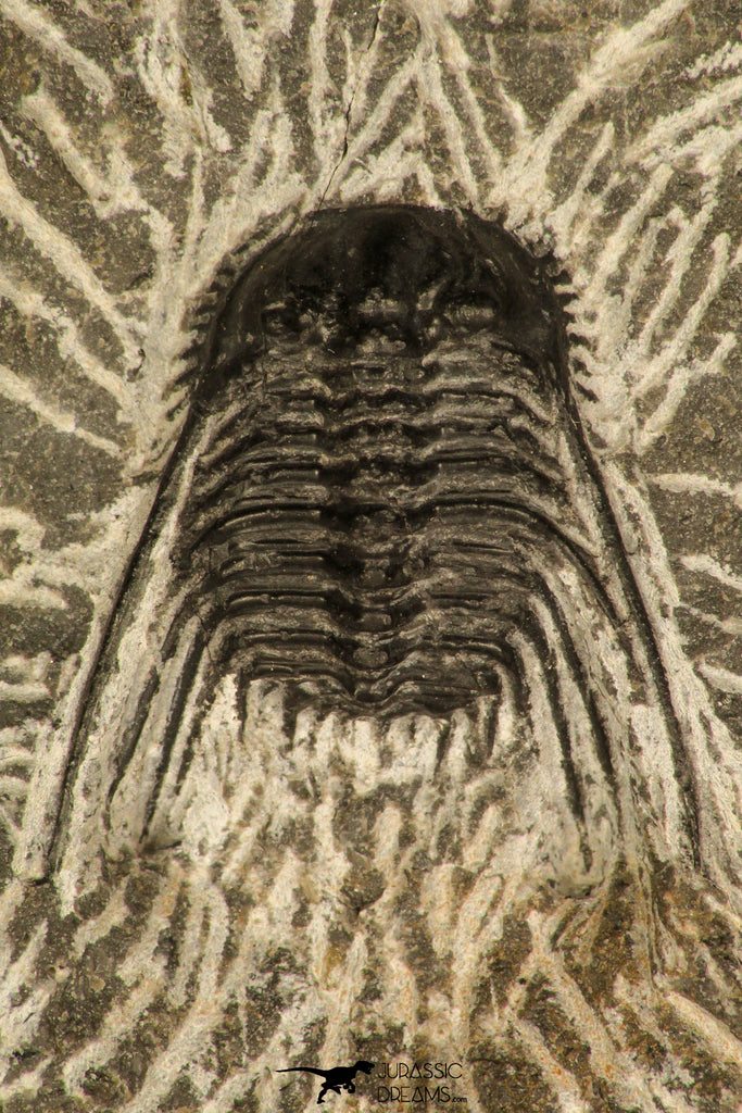 30685 - Well Prepared 1.05 Inch Leonaspis sp Middle Devonian Trilobite