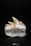 04916 - Top Grade 0.75 Inch Notidanodon loozi (Cow Shark) Tooth