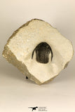 30686 - Top Beautiful 1.14 Inch Cornuproetus sp Middle Devonian Trilobite