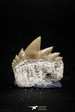 04916 - Top Grade 0.75 Inch Notidanodon loozi (Cow Shark) Tooth