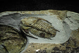 22000 - Top Rare Association of 6 Neltneria termieri Early Cambrian Redlichiid Trilobites